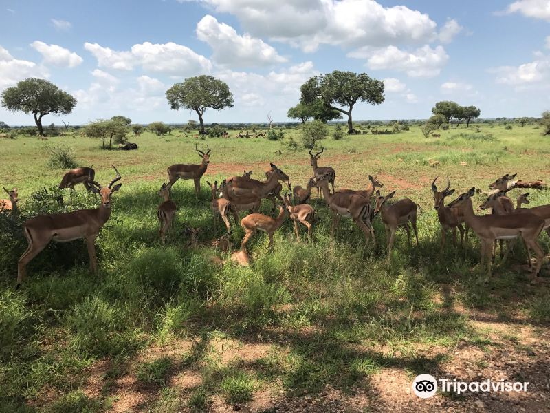 Game drives at Phalaborwa Gate in Kruger National Park旅游景点图片