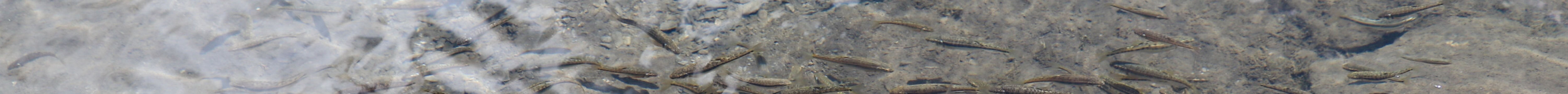 巴查尔普湖旅游景点图片