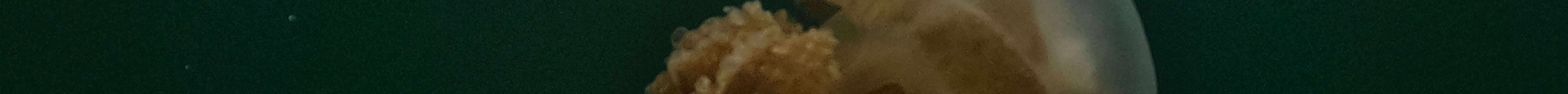 Palau Dive Adventures