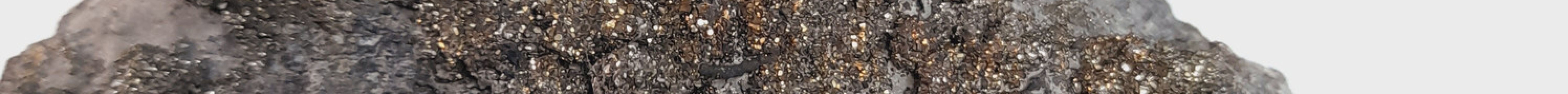 Isle of Wight Fossil Hunts - Island Gems