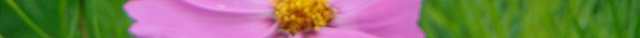 Botanico Jose Celestino Mutis植物园