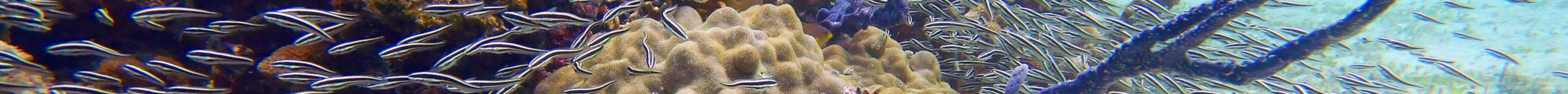 Dive Sibaltan