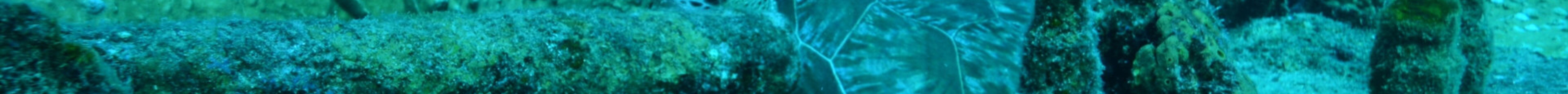 Ocean Explorers Dive Center