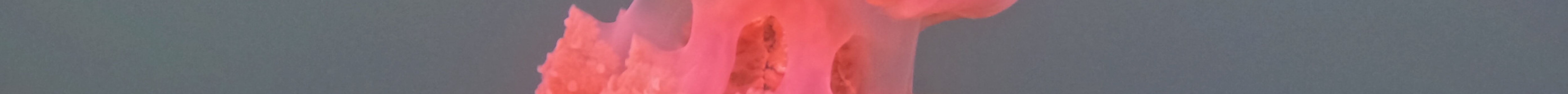 Palau Dive Adventures