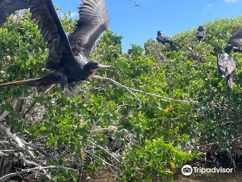 Frigate Bird Sanctuary旅游景点图片