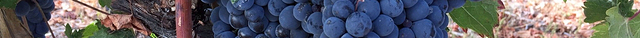 Moon Curser Vineyards