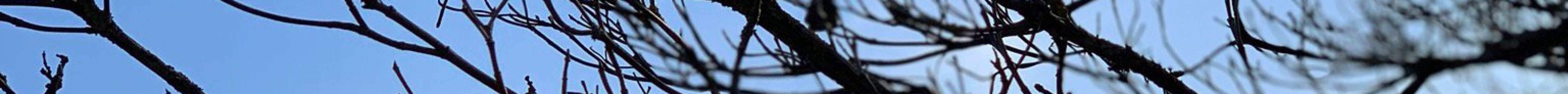 Dreilindenpark (Konsipark)旅游景点图片