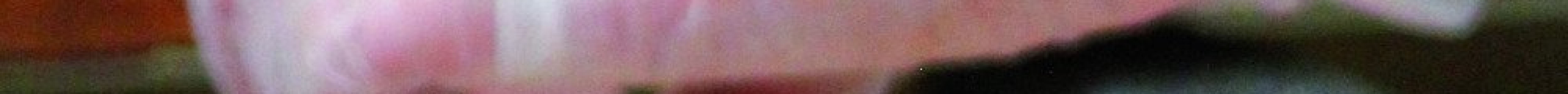 Odenwaelder Marzipankonditorei