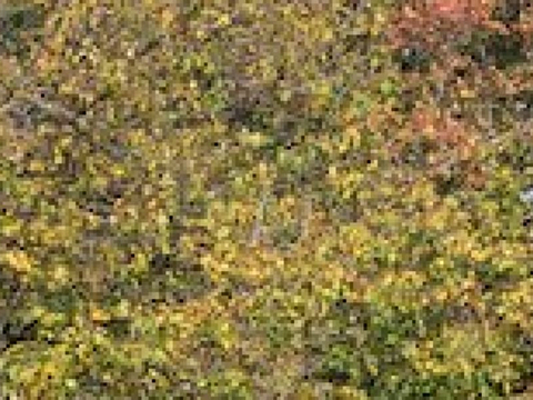 卡斯克尔旅游景点图片