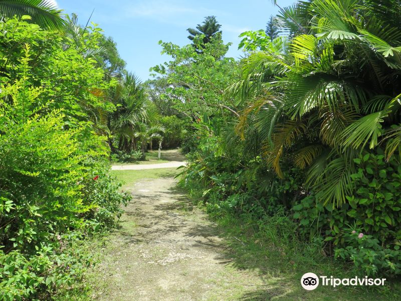 Subtropical Plant Paradise Yubujima Island旅游景点图片