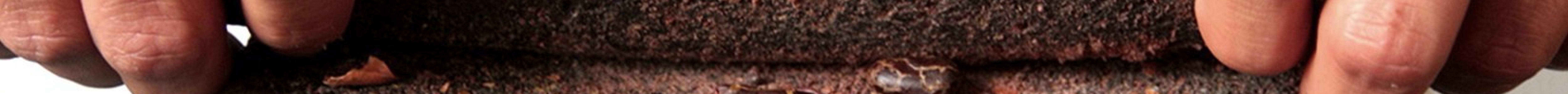 The Mayan Cacao Company旅游景点图片