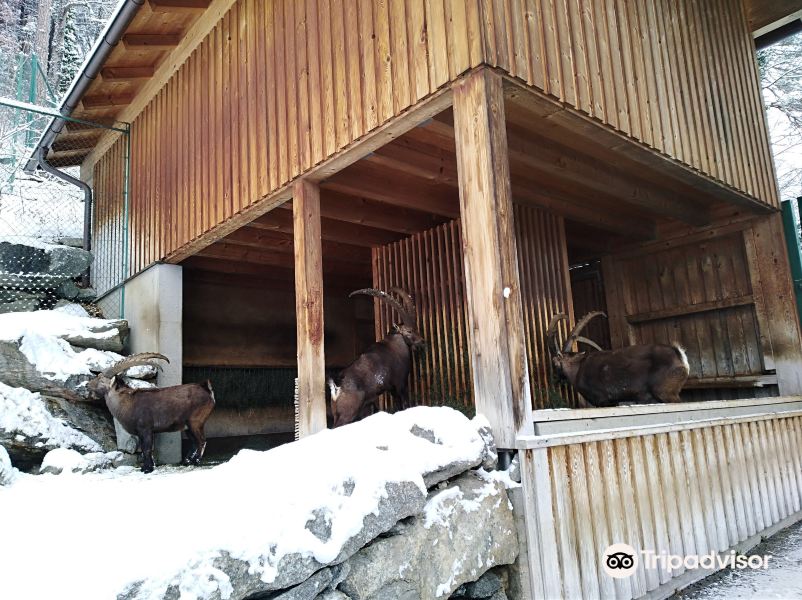 阿尔卑斯山动物园旅游景点图片