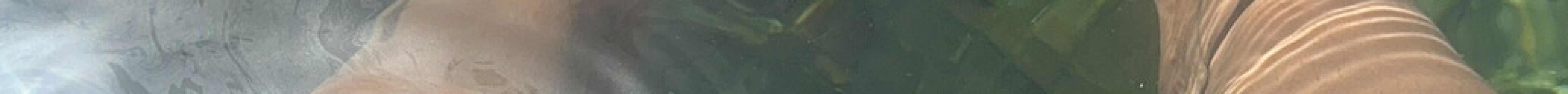 Cenote Cristalino旅游景点图片