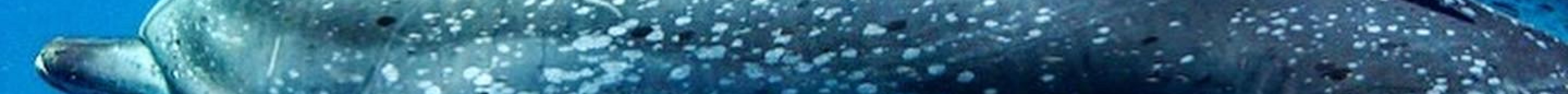 Neal Watson's Bimini Scuba Center