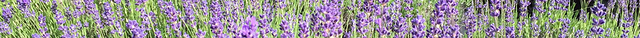 Purple Mountain Lavender