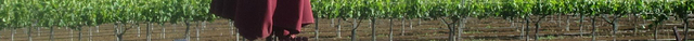 Sycamore Creek Vineyards
