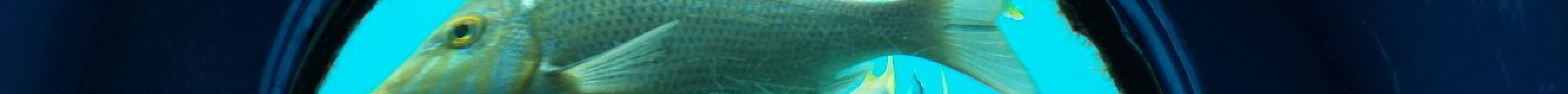 部濑名海中公园旅游景点图片