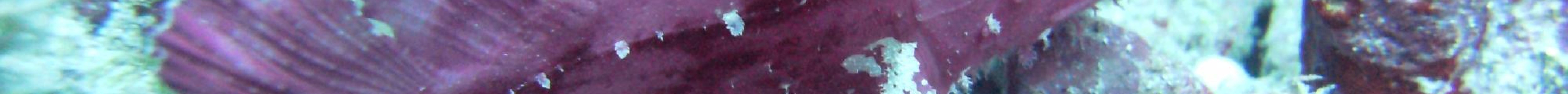 Adventure Cook Islands