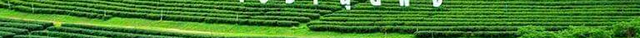 翠峰茶园