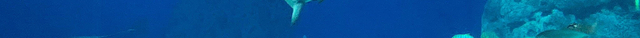 丹麦国立水族馆