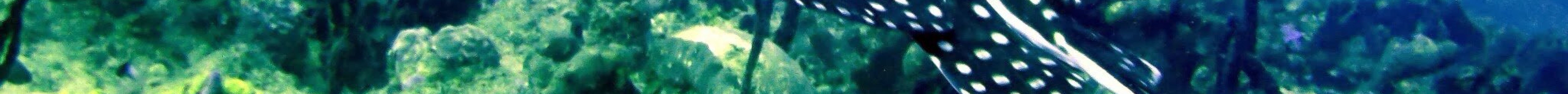 Atlantis Dive Center