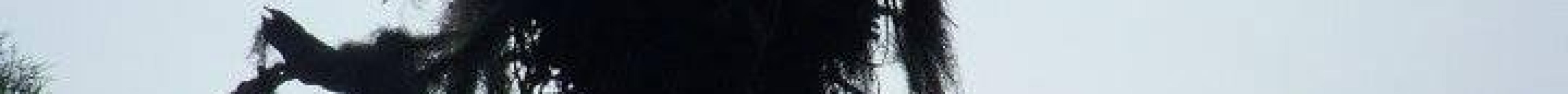 Sail and Ski Connection