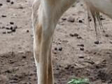 Baluarte