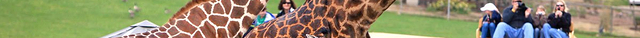 Safari West