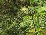 Bulalacao Falls