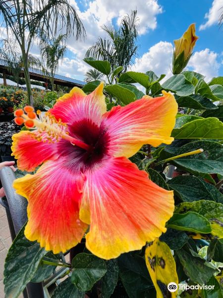 Butterfly Pavilion at Flamingo Road Nursery旅游景点图片