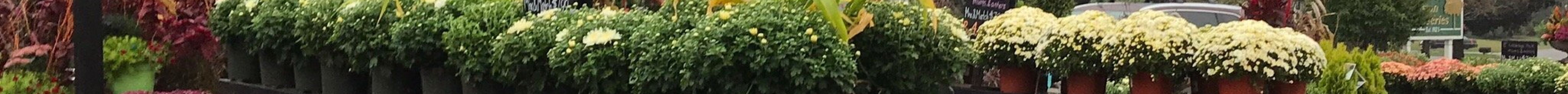 Weston Nurseries旅游景点图片