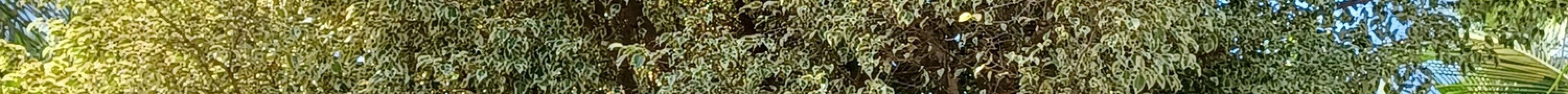 The House of Coco旅游景点图片