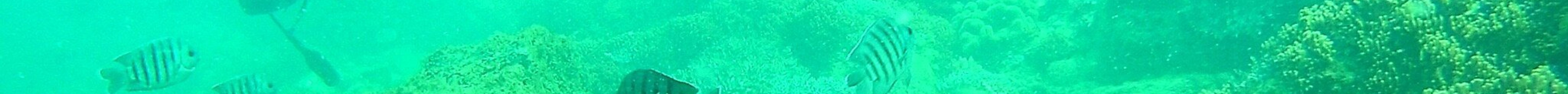 Bundaberg Aqua Scuba