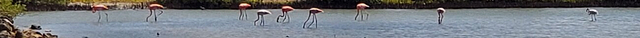 Flamingo Sanctuary Sint Willibrordus