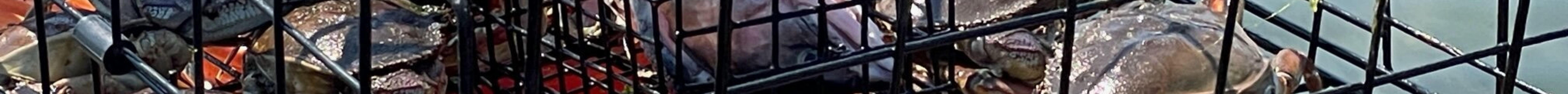 Edenwild Island Adventures