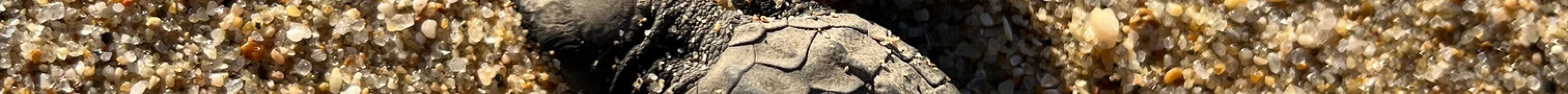 Tortugueros Las Playitas旅游景点图片