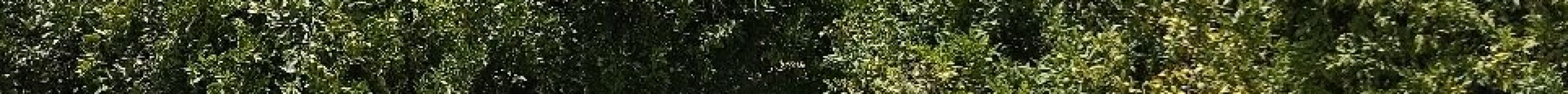 科尔多瓦王宫旅游景点图片