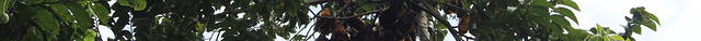 Pemba Flying Fox Forest