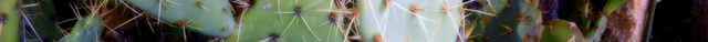 Sandhu Greenhouses & Nursery