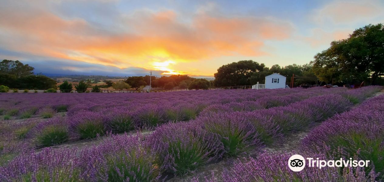 Santa Rita Hills Lavender Farm旅游景点图片