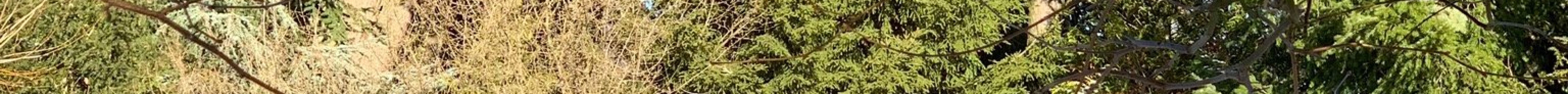 Dreilindenpark (Konsipark)旅游景点图片