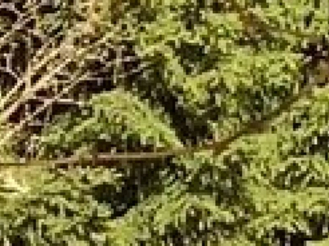 Dreilindenpark (Konsipark)的图片