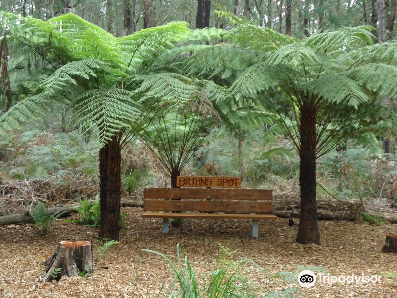 Lyrebird Forest Walk旅游景点图片