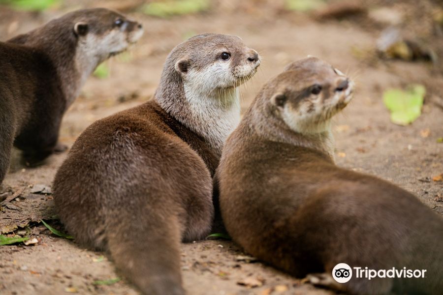 New Forest Wildlife Park旅游景点图片