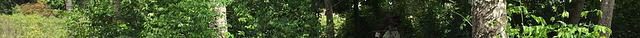 Pemba Flying Fox Forest
