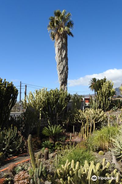 Palmex Cactus旅游景点图片