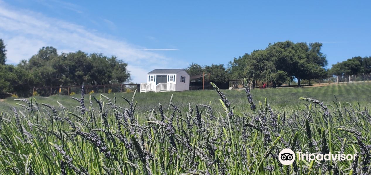 Santa Rita Hills Lavender Farm旅游景点图片