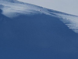 Svalbard Wildlife Expeditions