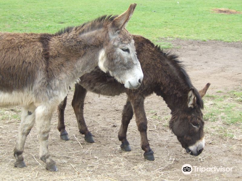 Isle Of Wight Donkey Sanctuary旅游景点图片