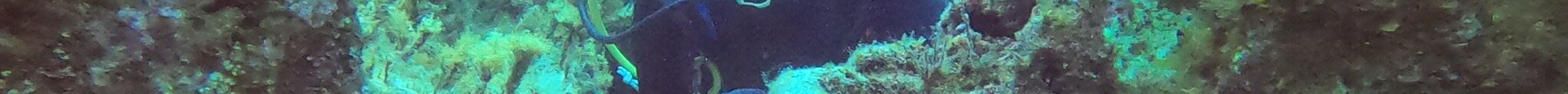 Calypso Diving Centre